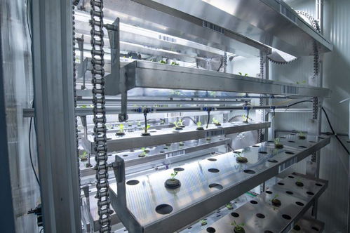 聚焦農業科技創新 植物工廠種出智慧菜——重慶技術服務引領產業變革